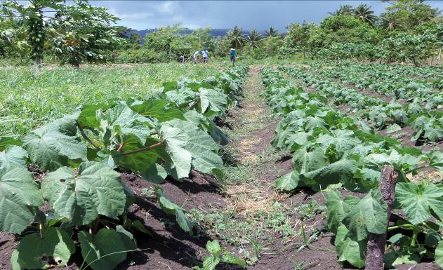 Row of okra at World Concern's agricultural training center (outdoor classroom) in southern Haiti.