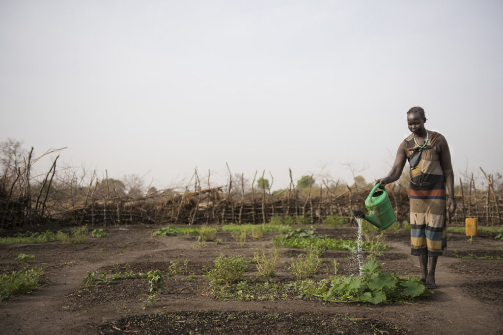 Families learn to grow their own vegetables in South Sudan.