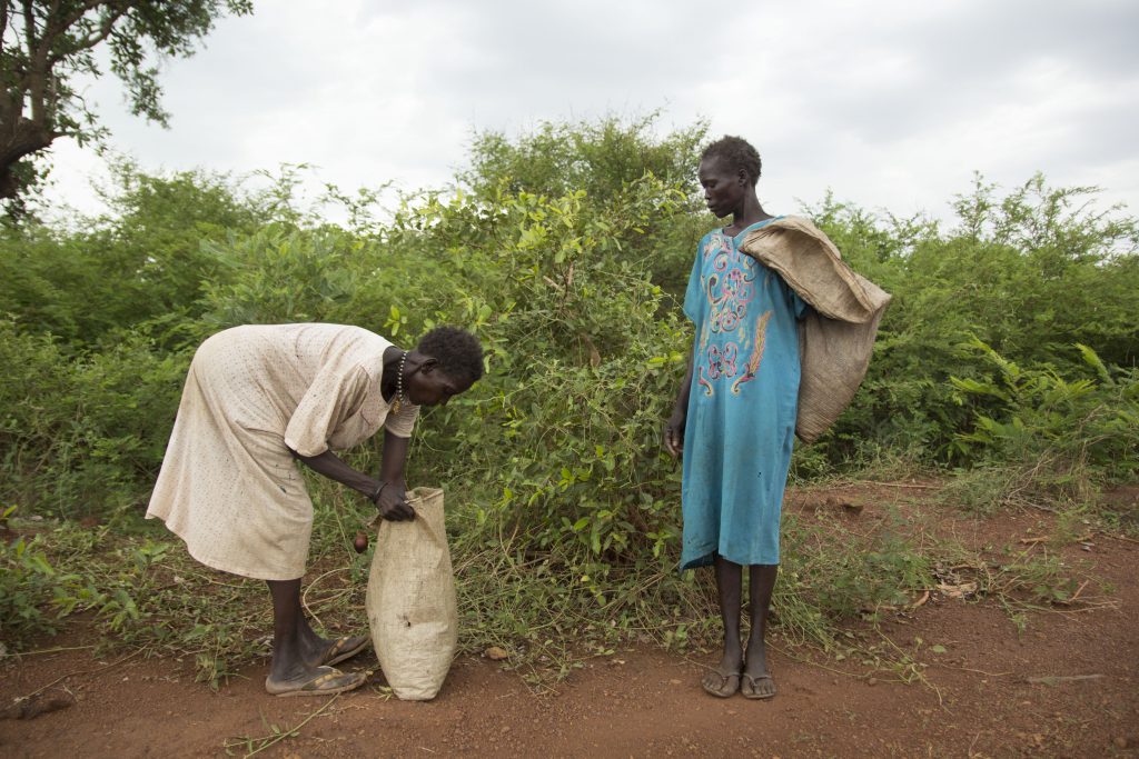 collecting leaves to sell in South Sudan